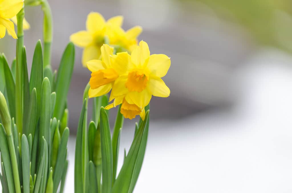 50th Annual Nantucket Daffodil Festival